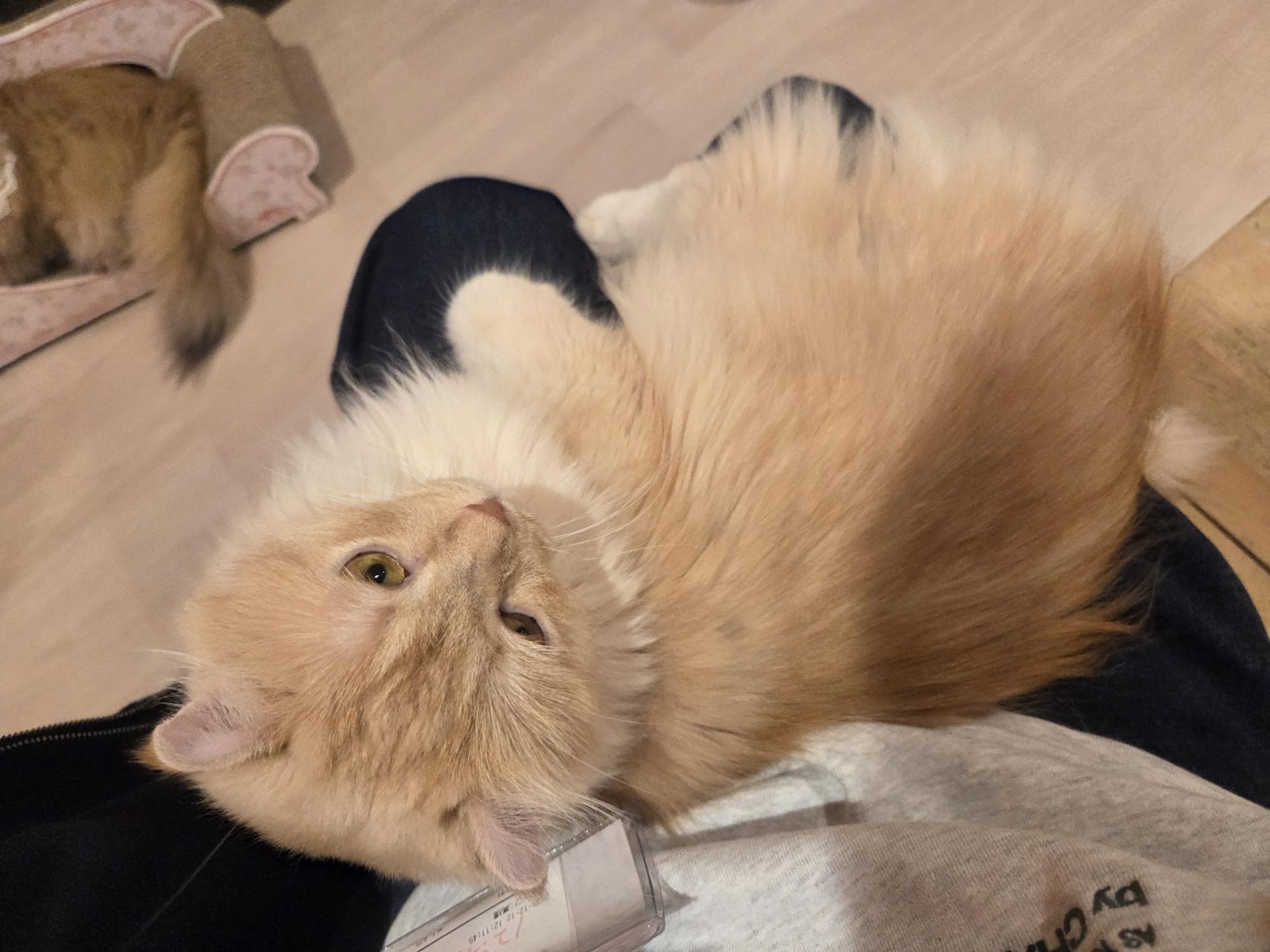 猫カフェ